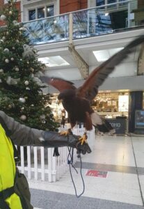 Hawk on outstretched arm